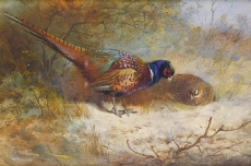 archibald-thorburn_an162